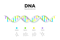 DNA Kette