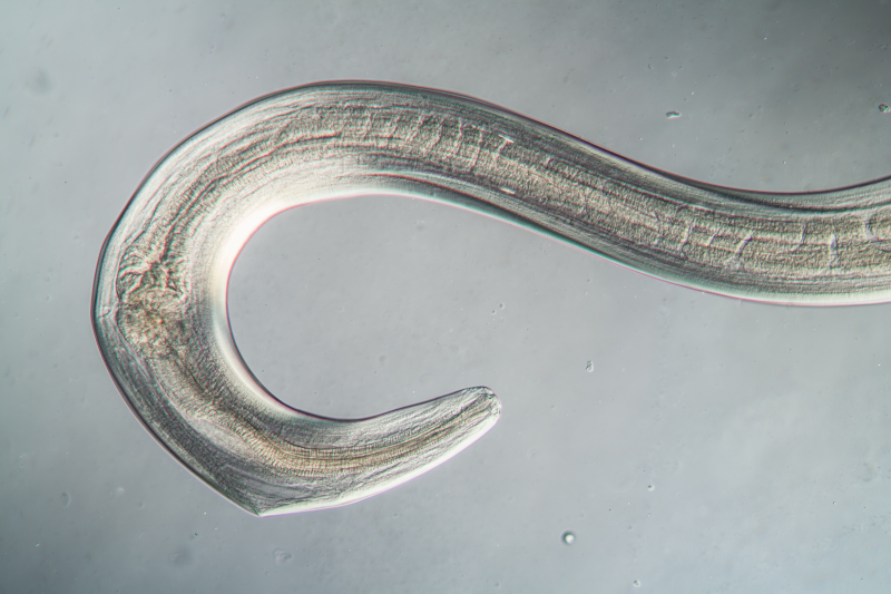 Wurmparasit