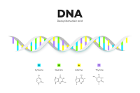 DNA Strang mit molekülketten